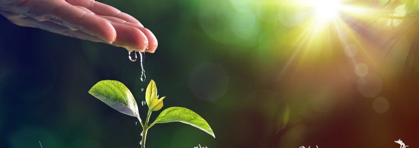 organic seo